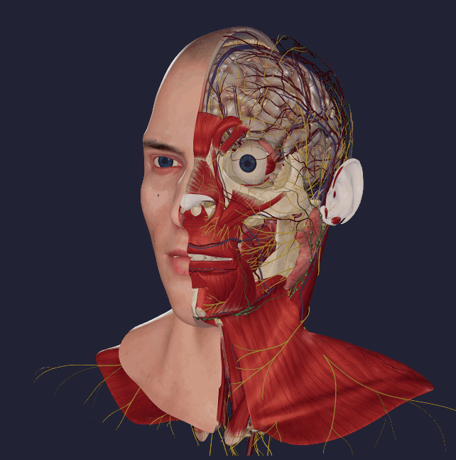 Vesalii